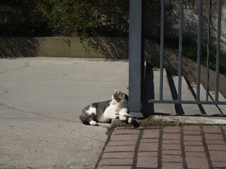 Tabby cat basking in the sun 