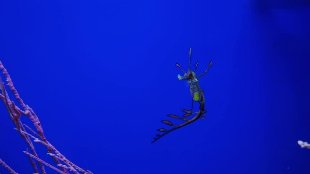 The sea dragon swims gracefully surrounded by corals. A very unusual looking sea animal