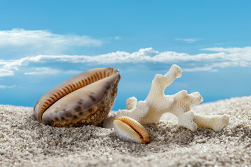 Fototapeta na wymiar Beach summer vacation background with seashells and sand against blue sky with clouds. Close-up, background and wallpaper concept.