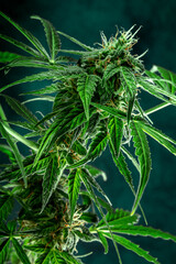 Marijuana plant, almost ready for harvest, on a dark background. Cannabis flowers with yellow stigmas and green leaves. Growing cannabis