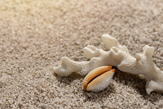 Beach composition with sea corals and a shell on clean sand. Sea and leisure background, closeup.