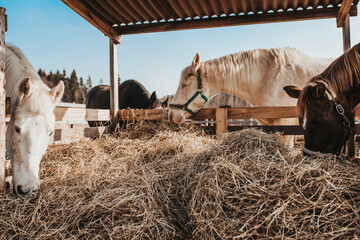 On a horse farm, selection and breeding of horses for riding and racing