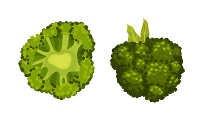 Naklejka na ściany i meble Broccoli Cabbage as Edible Green Plant with Stalk and Flowering Head Vector Set