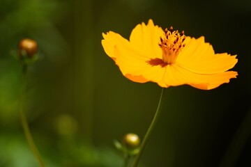 花のクローズアップ写真