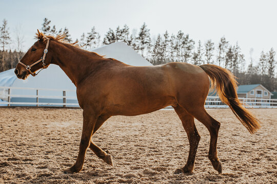 On a horse farm, selection and breeding of horses for riding and racing