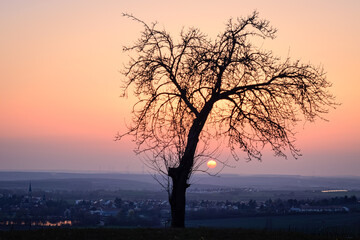 Obraz na płótnie Canvas tree in sunset