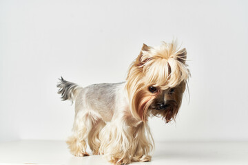 Yorkshire Terrier mammals friend of human isolated background