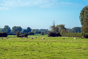 Green field with grazing sheep near York, England