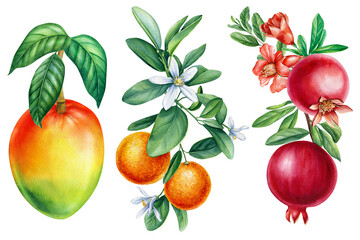 Tropical fruit on a white background. pomegranate, tangerine and mango on a branch. Watercolor botanical illustration