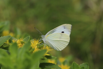 春のキリンソウの黄色い花の蜜を吸うモンシロチョウ