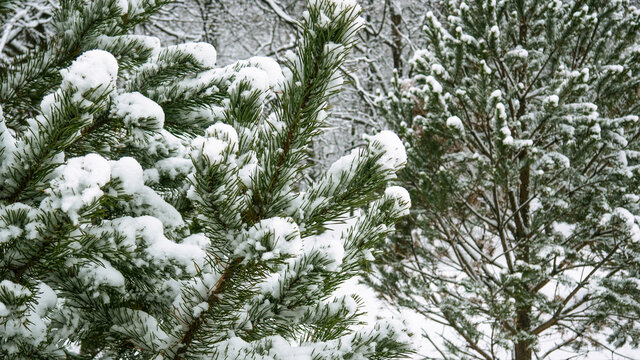 Pine branches covered with snow in winter forest, close-up