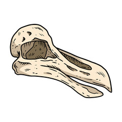 Dodo bird fossilized skull hand drawn sketch image. Extinct species animal bones fossil hand drawn. Vector stock silhouette © Olga