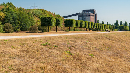 A row of pruned trees near a parched meadow, and the ruin of an old coal bunker in the background,...