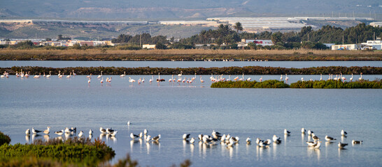 Las Salinas in Cabo de Gata Almeria. Flamingos lake in Spain