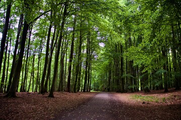 Wanderweg zum Königsstuhl