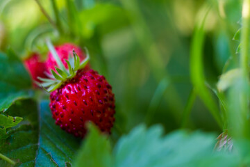 Macro berries of wild strawberries, red berries on the strawberry plant
