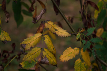Autumn leaves 190921