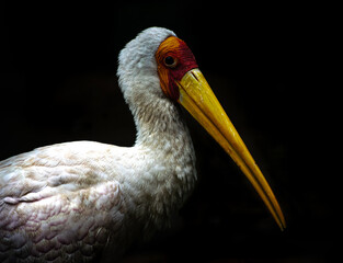 yellow billed stork