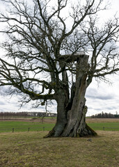 Kanepu oak, which is the second thickest oak in Latvia and the Baltics, with a circumference of 9.4 m, Jērcēni parish, Latvia