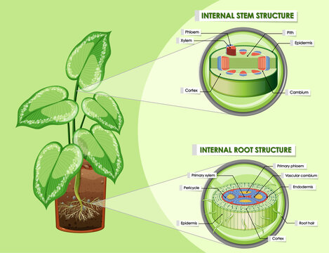 Diagram showing stem and root structure