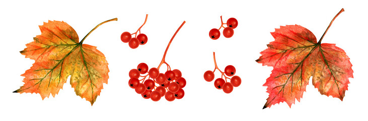 Set of watercolor autumn leaves of viburnum and berries isolated on white background for your design. Hello, Autumn, Oktoberfest