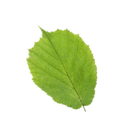 Green  leaf of Hazel isolated on a white background