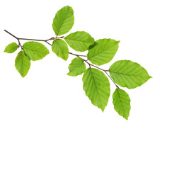 Beech branch with fresh green leaves isolated on white background. - 457974238