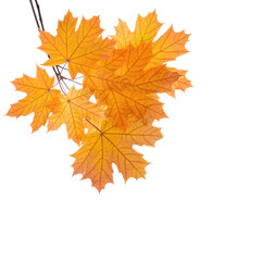 Autumn Maple branches  with colorful  orange leaves isolated on white background.
