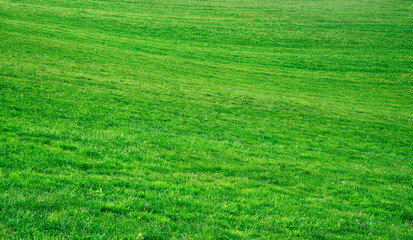 Fototapeta premium Grass texture. Background