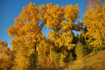 Fototapeta premium autumn trees in the forest