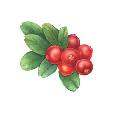 Closeup of a Cowberry with green leaves and red berries (Vaccinium vitis-idaea, lingonberry, mountain cranberry). Watercolor hand drawn painting illustration isolated on white background.