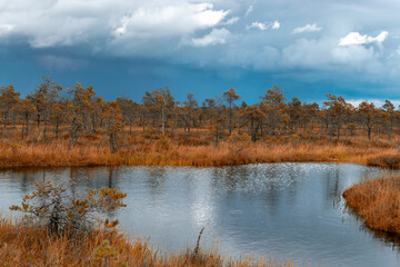 view of the bog in autumn, beautiful bog vegetation, traditional pines, grass, moss and lichens in autumn colors, autumn time in nature, Palsu bog, Jumgurd parish, Erglu region, Latvia