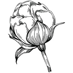 Peony flower. Floral botanical flower. Isolated illustration element. Vector hand drawing wildflower for background, texture, wrapper pattern, frame or border.