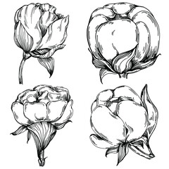 Peony flower. Floral botanical flower. Isolated illustration element. Vector hand drawing wildflower for background, texture, wrapper pattern, frame or border.