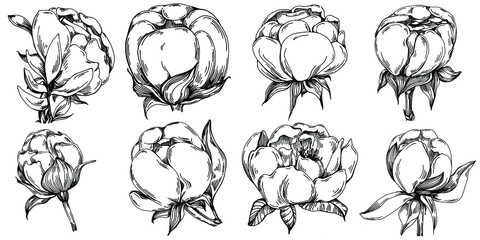 Peony flower. Floral botanical flower. Isolated illustration element. Vector hand drawing wildflower for background, texture, wrapper pattern, frame or border.