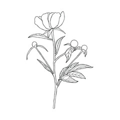 Black and white peony. Can be used for postcards, invitations, advertising, web, textile and other.