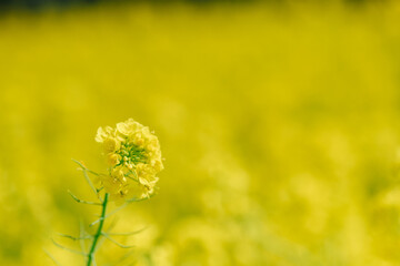菜の花