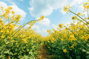 菜の花畑