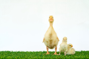 A yellow duck and two chickens. Easter with pets. Homemade chicken for the farm. Domestic and wild birds. Little friends. Natural products. High quality photo