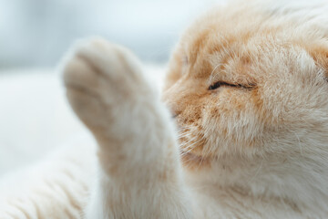 やめろってしてる猫