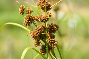 マツカサススキのクローズアップ