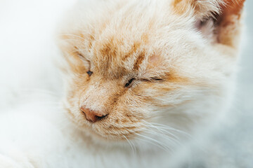 ねこの顔アップ