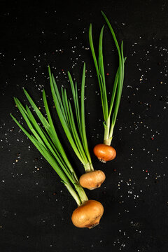 fresh green onions stuttgart with a green onion composition on a black background top view beautiful frame, levitation,
fresh harvest of young green onions with fresh bulbs, bright background, beautif
