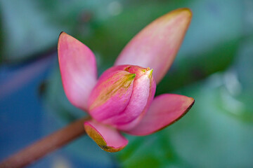 Beautiful pink water lily or lotus flower. Beautiful pink Lotus Flower with green leaf in pond.