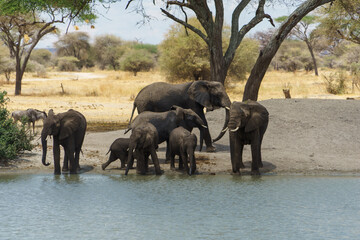 A herd of elephants drinking water deliciously at the waterside of Tarangire National Park in Tanzania