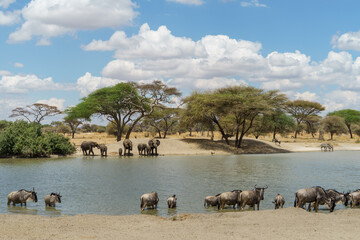 Wildlife gathering in the wide sky and waters of Tarangire National Park in Tanzania