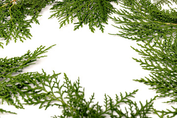 Fresh cypress branch isolated on white background.