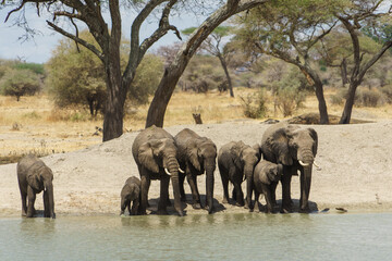 A herd of elephants drinking water deliciously at the waterside of Tarangire National Park in Tanzania