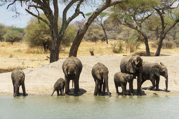 A herd of elephants drinking water deliciously at the waterside of Tarangire National Park in Tanzania