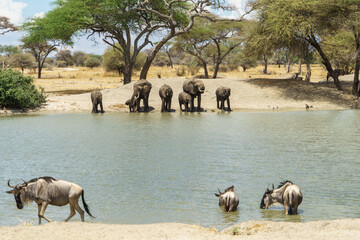 Wildlife gathering in the wide sky and waters of Tarangire National Park in Tanzania